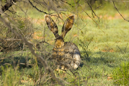 brown fur hare under leafless tress on green grass