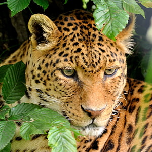 close up photo of leopard