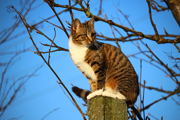 brown and white tabby cat standing on pole