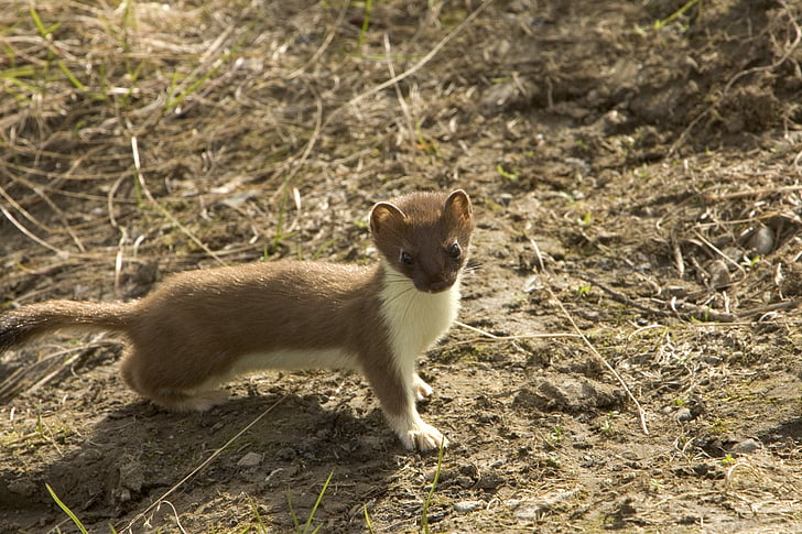 short-coated brown and white animal on brown soil