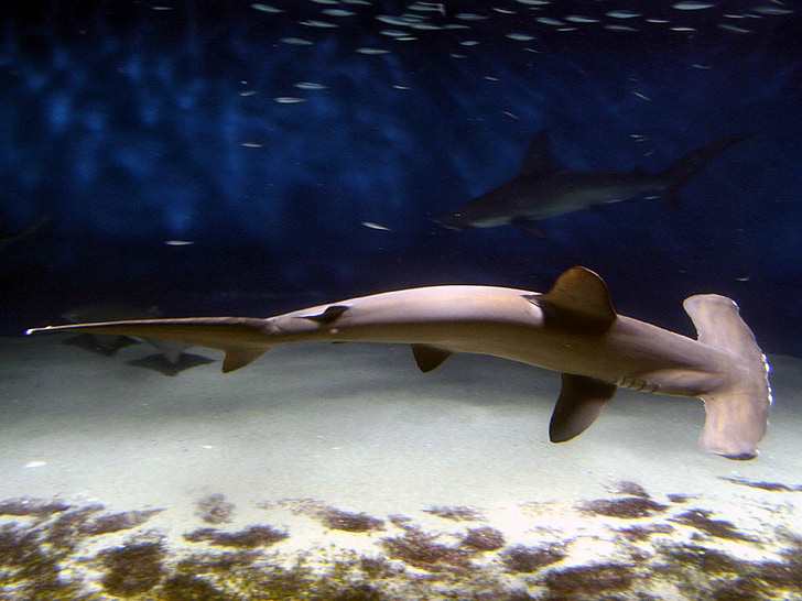 brown hammerhead shark