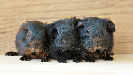 three black guinea pigs