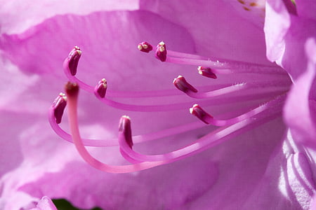 close up photography of pink azalea flower