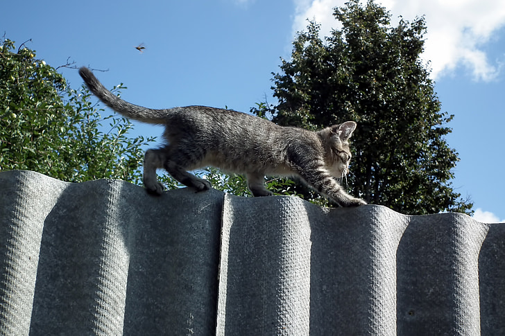 gray tabby kitten walking on gray fence