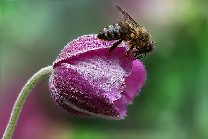 bee on top purple petal flower closeup photography