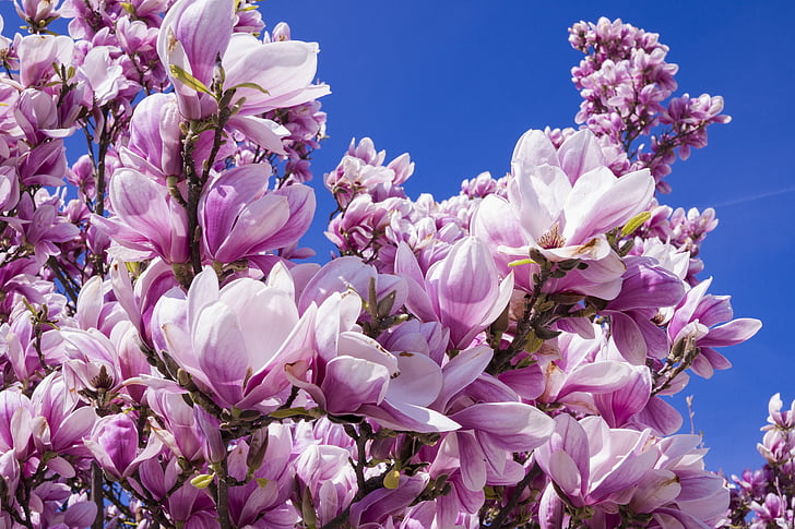 white and purple petal flowers under blue sky