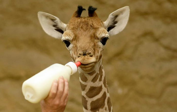 person feeding giraffe with feeding bottle