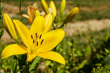 close up photography of yellow Asiatic lily flower