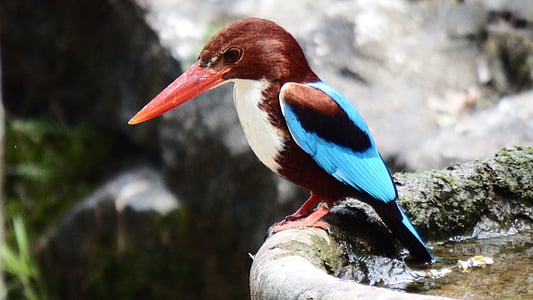 brown, blue, and white bird with long beak
