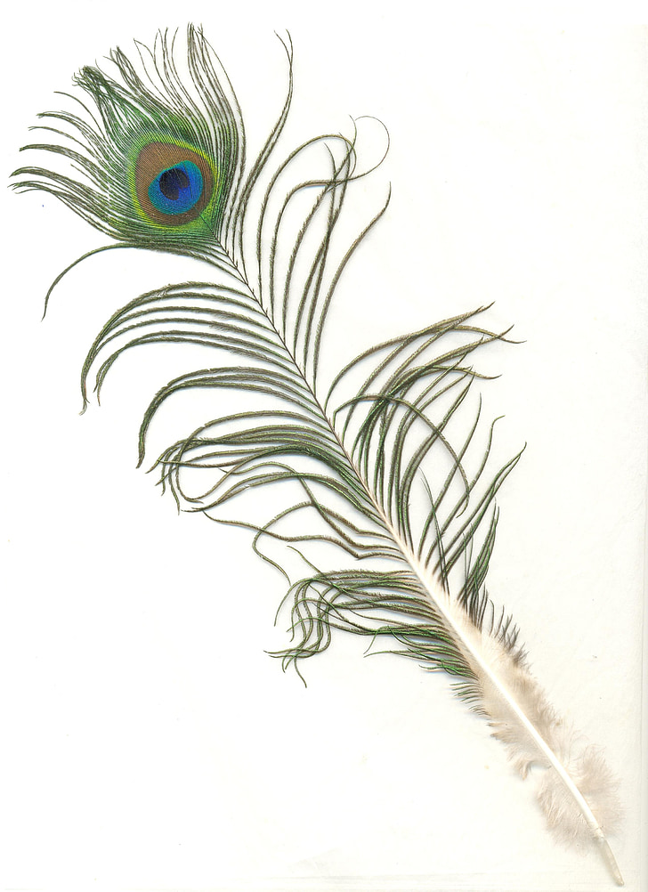 peacock feather with white background
