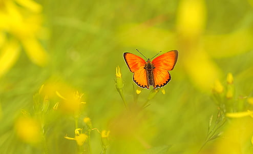 shallow focus photography of orange and black butterfly
