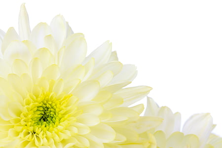 yellow-and-white chrysanthemums in bloom