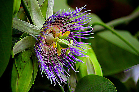 close-up photography of purple and green petaled flower