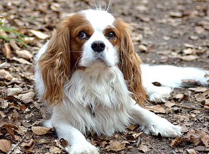 long-coated white and brown dog