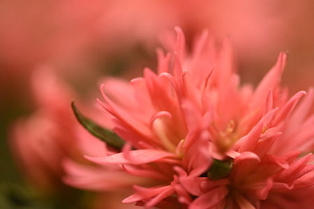 closeup photography of pink chrysanthemum flower