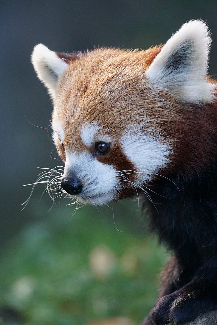 selective focus photo of red panda