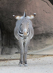 black and white zebra standing near brown rock