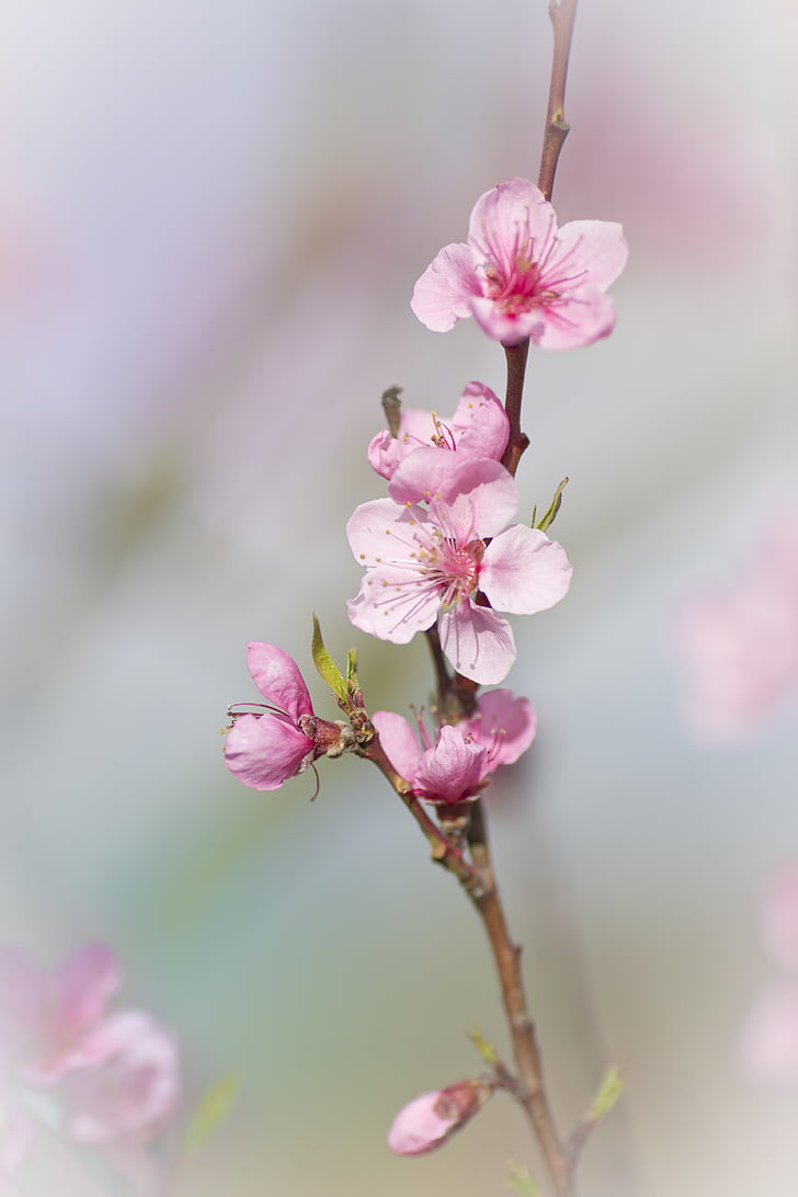 closeup photo pink cherry blossoms