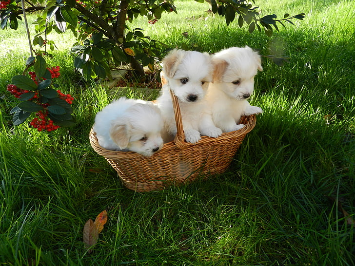 three white puppies inside basket