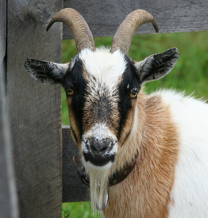 closeup photo of white and brown goat