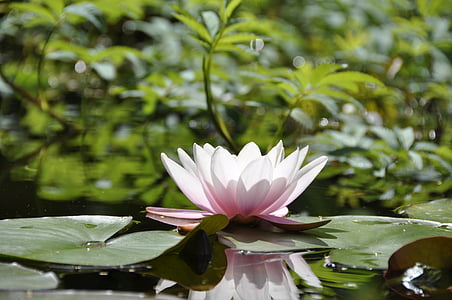 white and pink petaled flower and green leaves floating on calm body of water at daytime