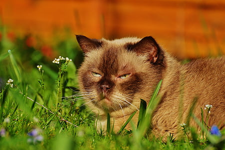 gray cat on green grass