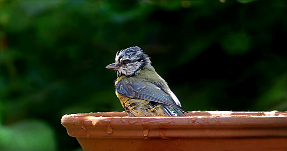 blue and yellow bird on top of birdbath