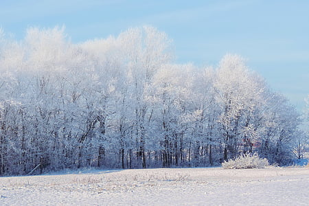 field of white trees near ground