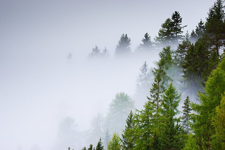 landscape photo of fog covering trees