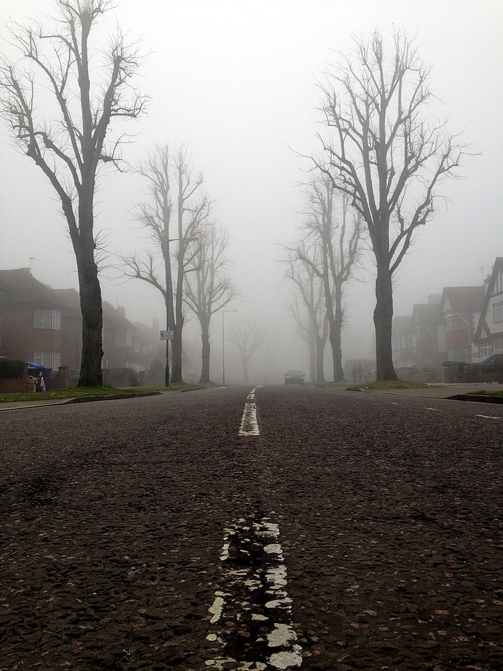 white line on concrete road between bare trees surrounded with fog