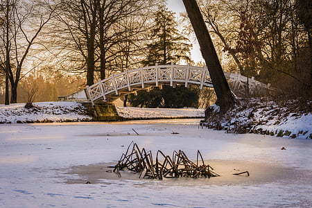 white wooden bridge surrounded with trees