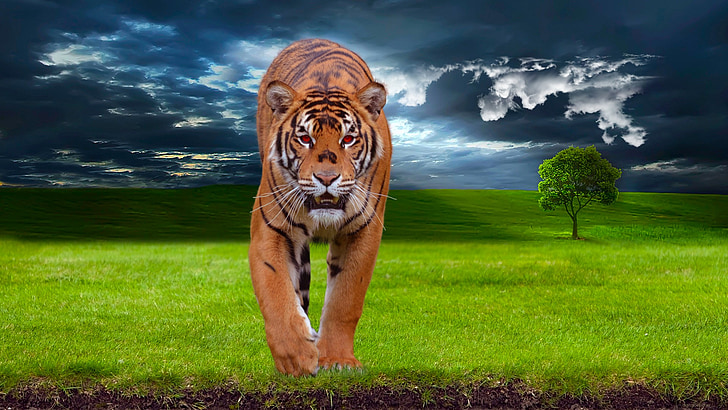 edited photo of tiger