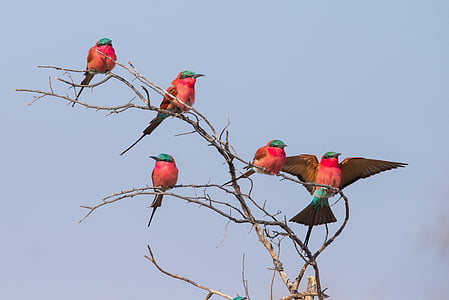five red and blue bird standing on brown twigs