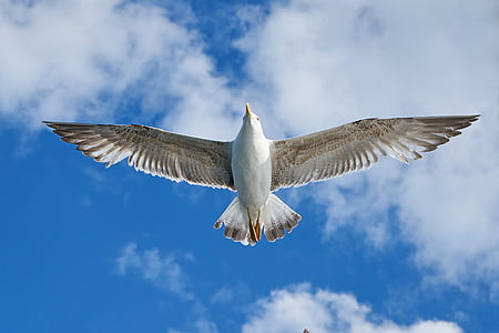 white bird during daytime