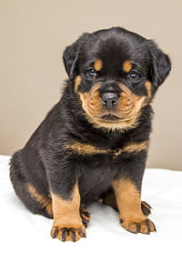shallow photography of black and mahogany Rottweiler puppy