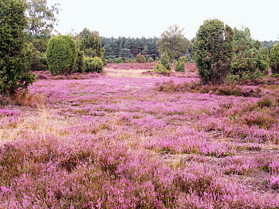 field of pink flowers near forest