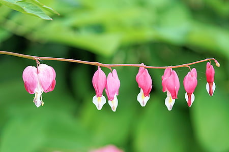 close up photography of pink bleeding heart flowers