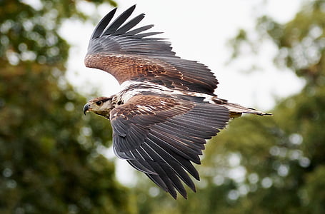 brown and white eagle flying