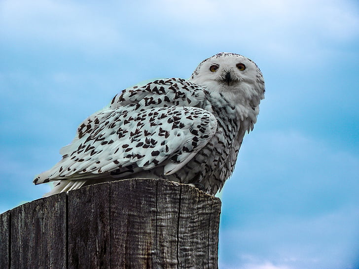 white owl on wood stamp under blue sky during daytime
