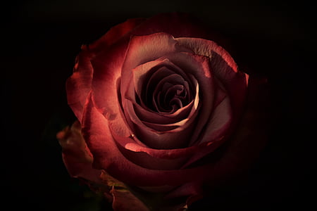 red rose in closeup photography