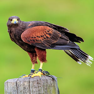 brown bird perched on brown wooden stand