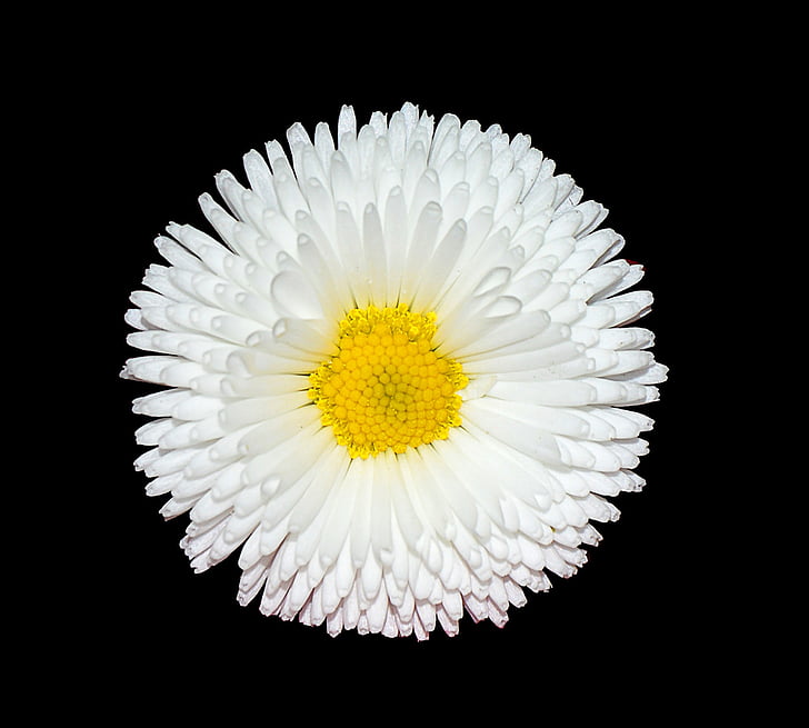 focus photography of white daisy flower