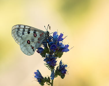 white and black spotted butterfly on purple petaled flowers