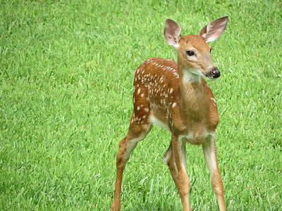 brown deer on green grass