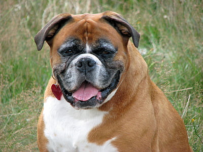 adult brown and white boxer dog on grass field