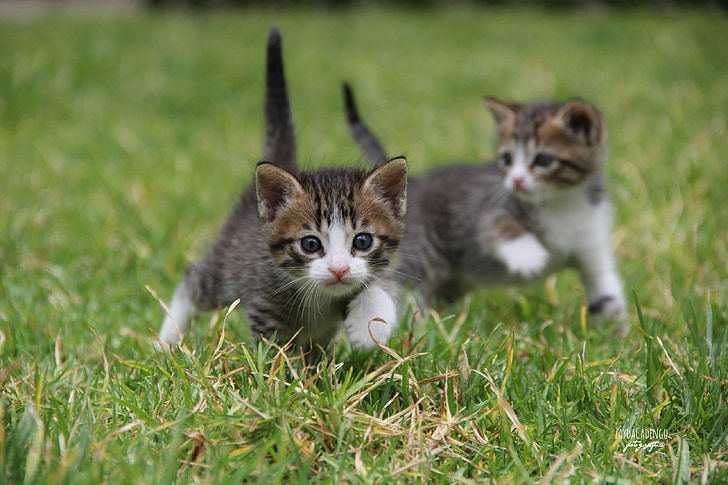 two short-fur black-and-white kittens