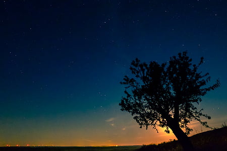 low light photography of silhouette of tree