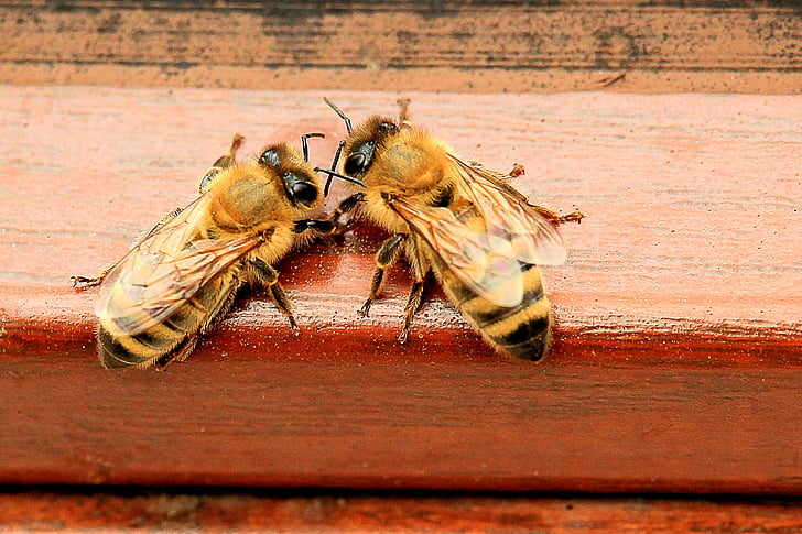 two yelloe bees