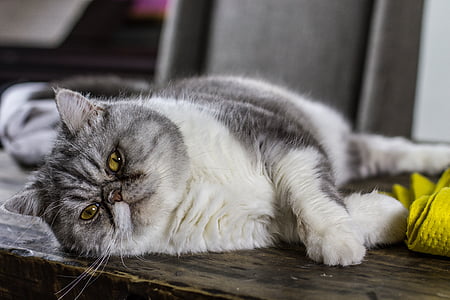 long-coated white and gray cat leaning on top of gray surface
