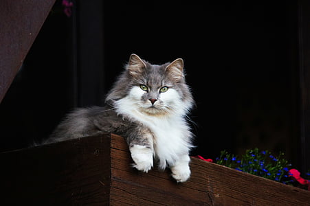 white and gray mainecoon cat